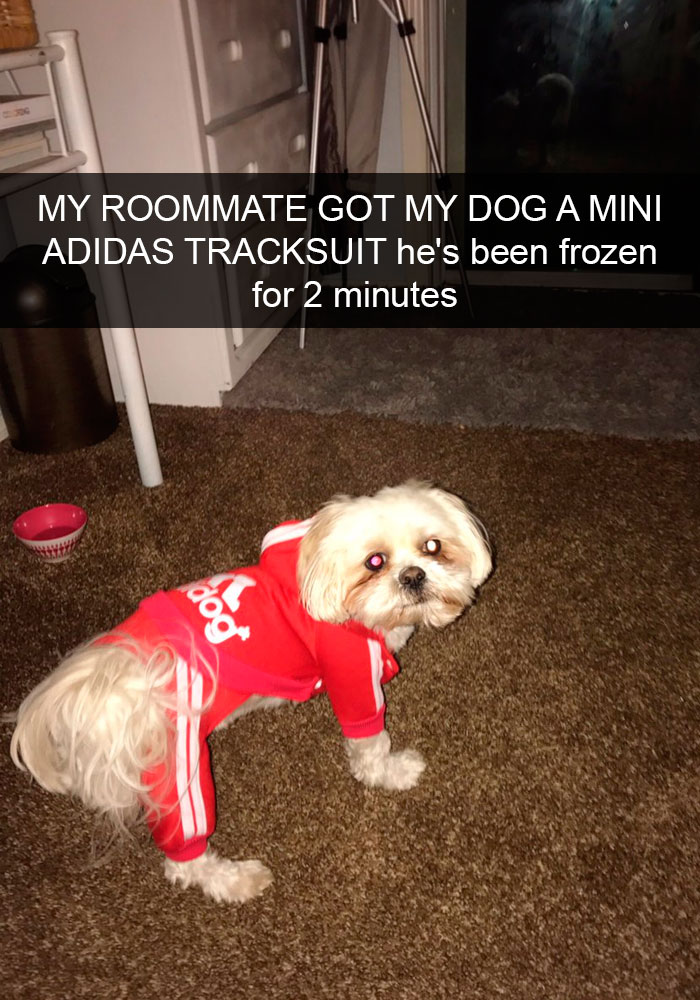 191 Hilarious Dog Snapchats That Are Impawsible Not To Laugh At (Part 4)