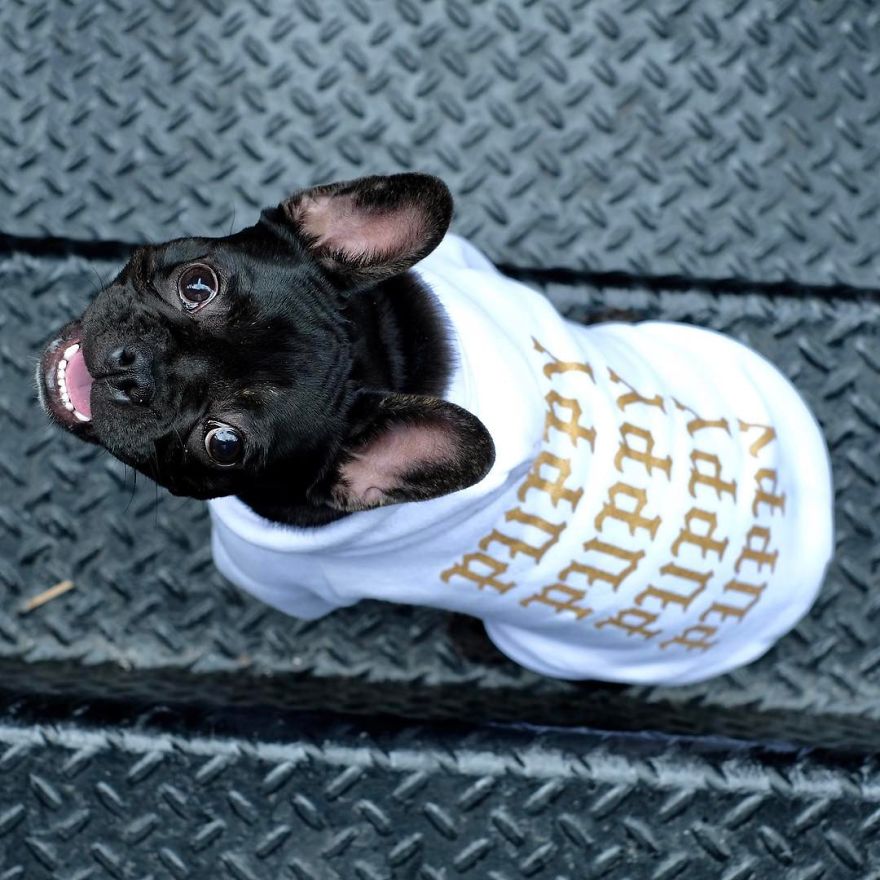 Clothes Are Being Created For Dogs And The Result Is Stunningly Cute Clothes Are Being Created For Dogs And The Result Is Stunningly Cute