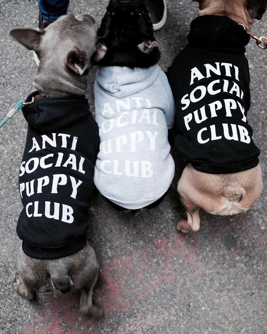 Clothes Are Being Created For Dogs And The Result Is Stunningly Cute Clothes Are Being Created For Dogs And The Result Is Stunningly Cute