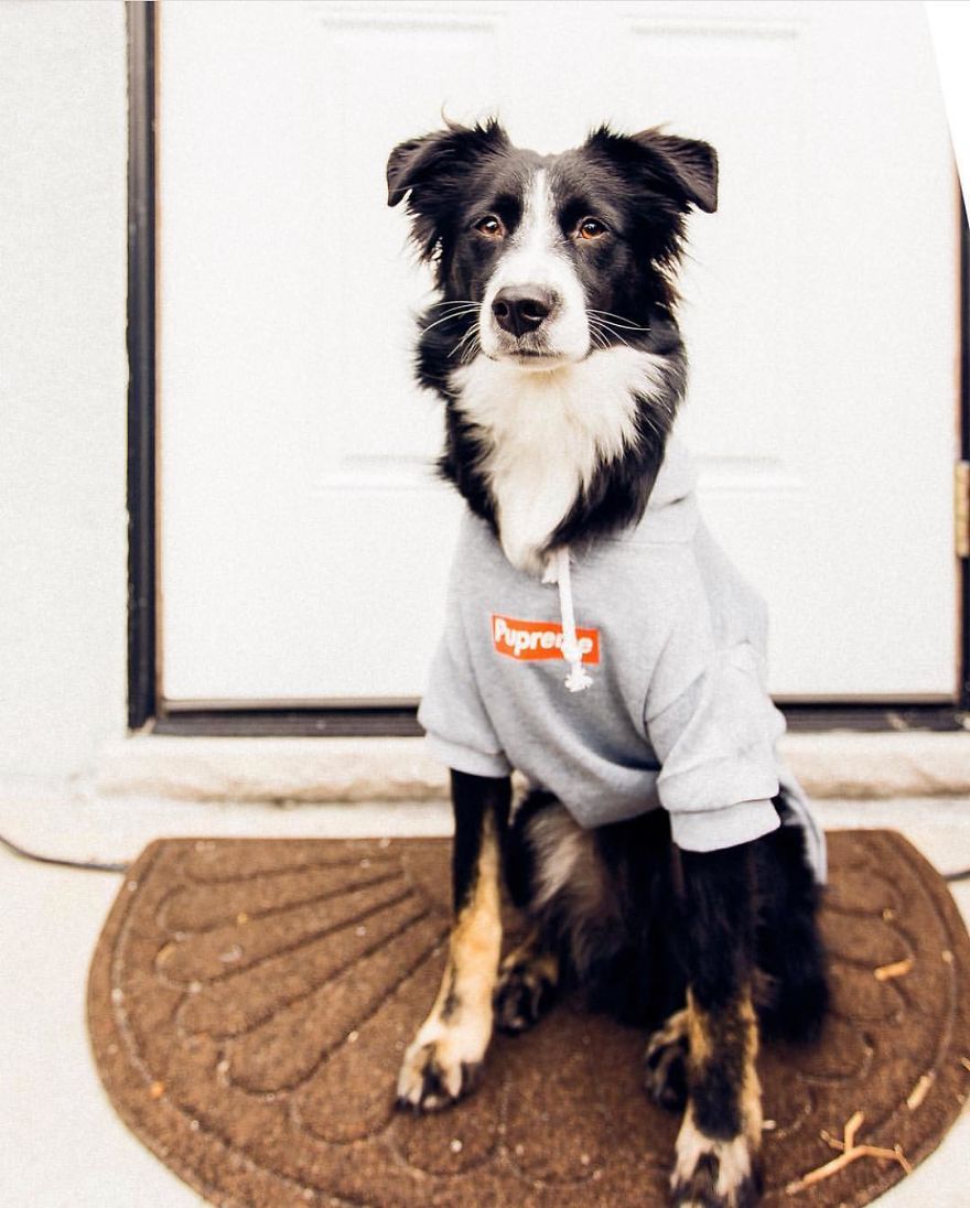 Clothes Are Being Created For Dogs And The Result Is Stunningly Cute Clothes Are Being Created For Dogs And The Result Is Stunningly Cute