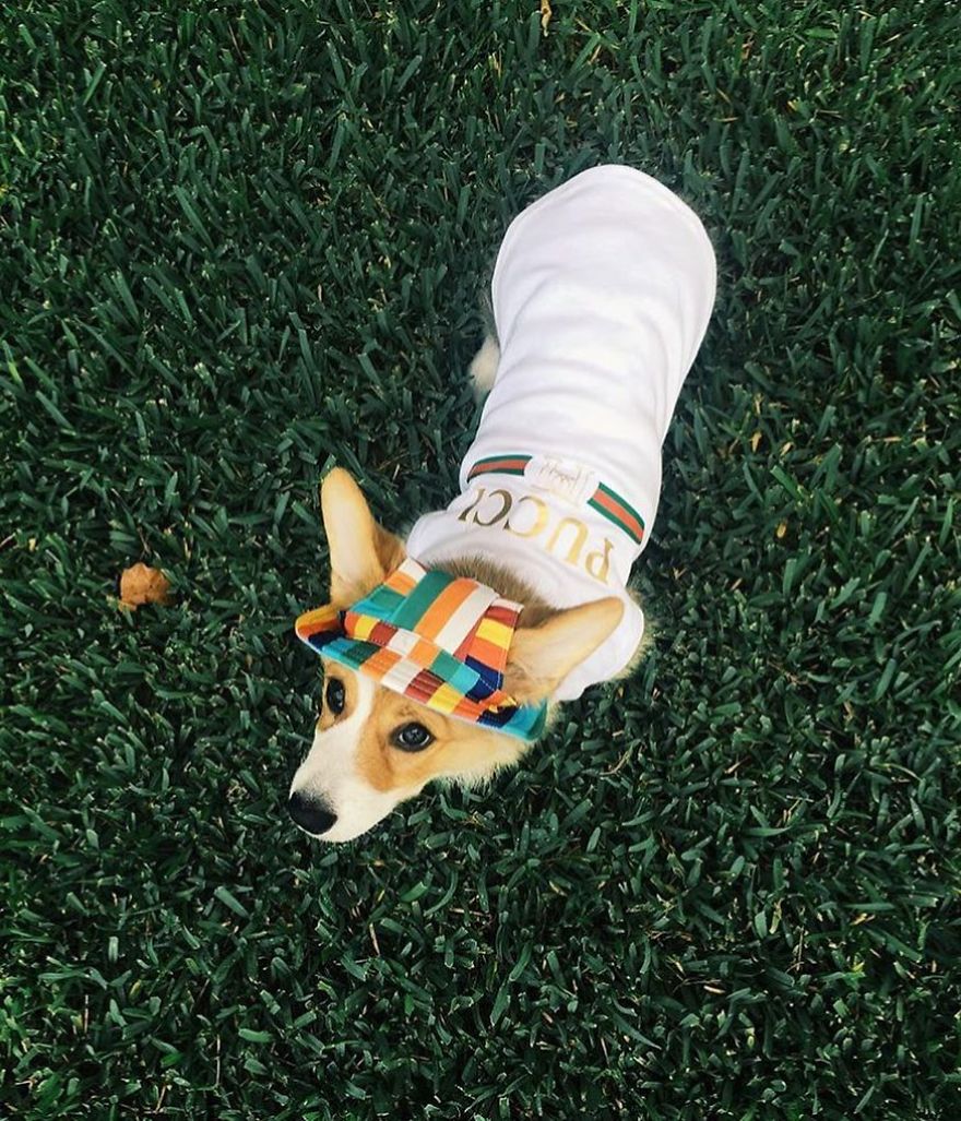 Clothes Are Being Created For Dogs And The Result Is Stunningly Cute Clothes Are Being Created For Dogs And The Result Is Stunningly Cute