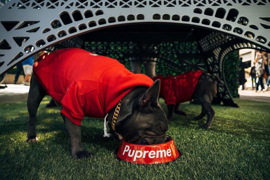 Clothes Are Being Created For Dogs And The Result Is Stunningly Cute Clothes Are Being Created For Dogs And The Result Is Stunningly Cute