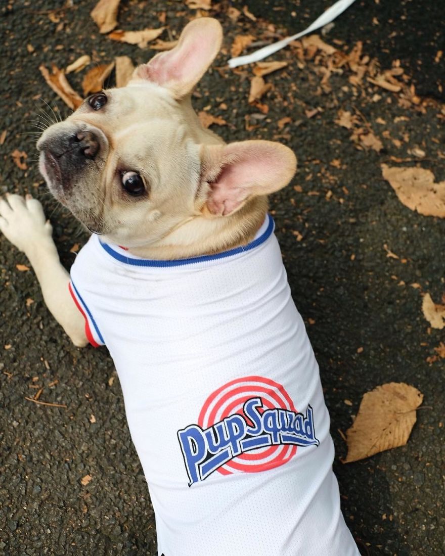 Clothes Are Being Created For Dogs And The Result Is Stunningly Cute Clothes Are Being Created For Dogs And The Result Is Stunningly Cute