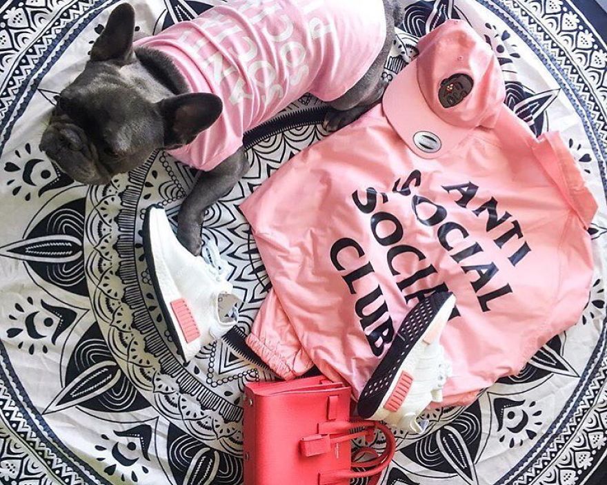 Clothes Are Being Created For Dogs And The Result Is Stunningly Cute Clothes Are Being Created For Dogs And The Result Is Stunningly Cute