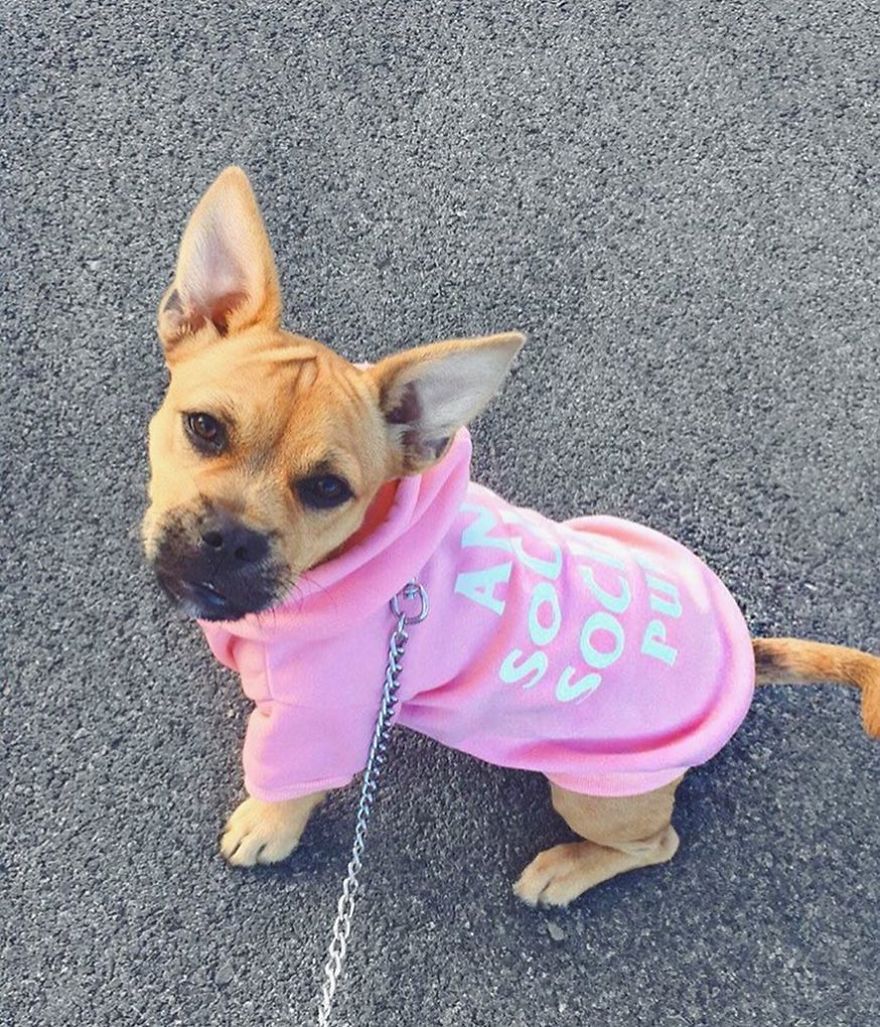 Clothes Are Being Created For Dogs And The Result Is Stunningly Cute Clothes Are Being Created For Dogs And The Result Is Stunningly Cute