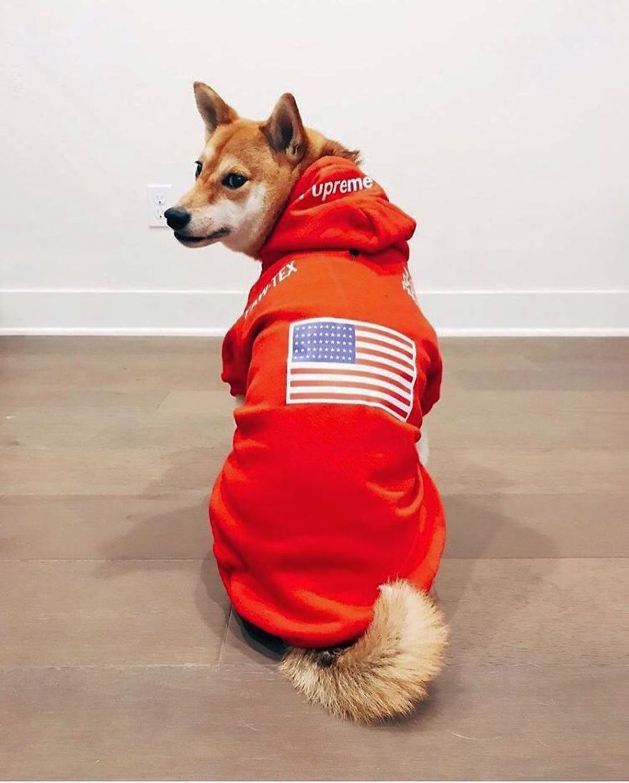 Clothes Are Being Created For Dogs And The Result Is Stunningly Cute Clothes Are Being Created For Dogs And The Result Is Stunningly Cute