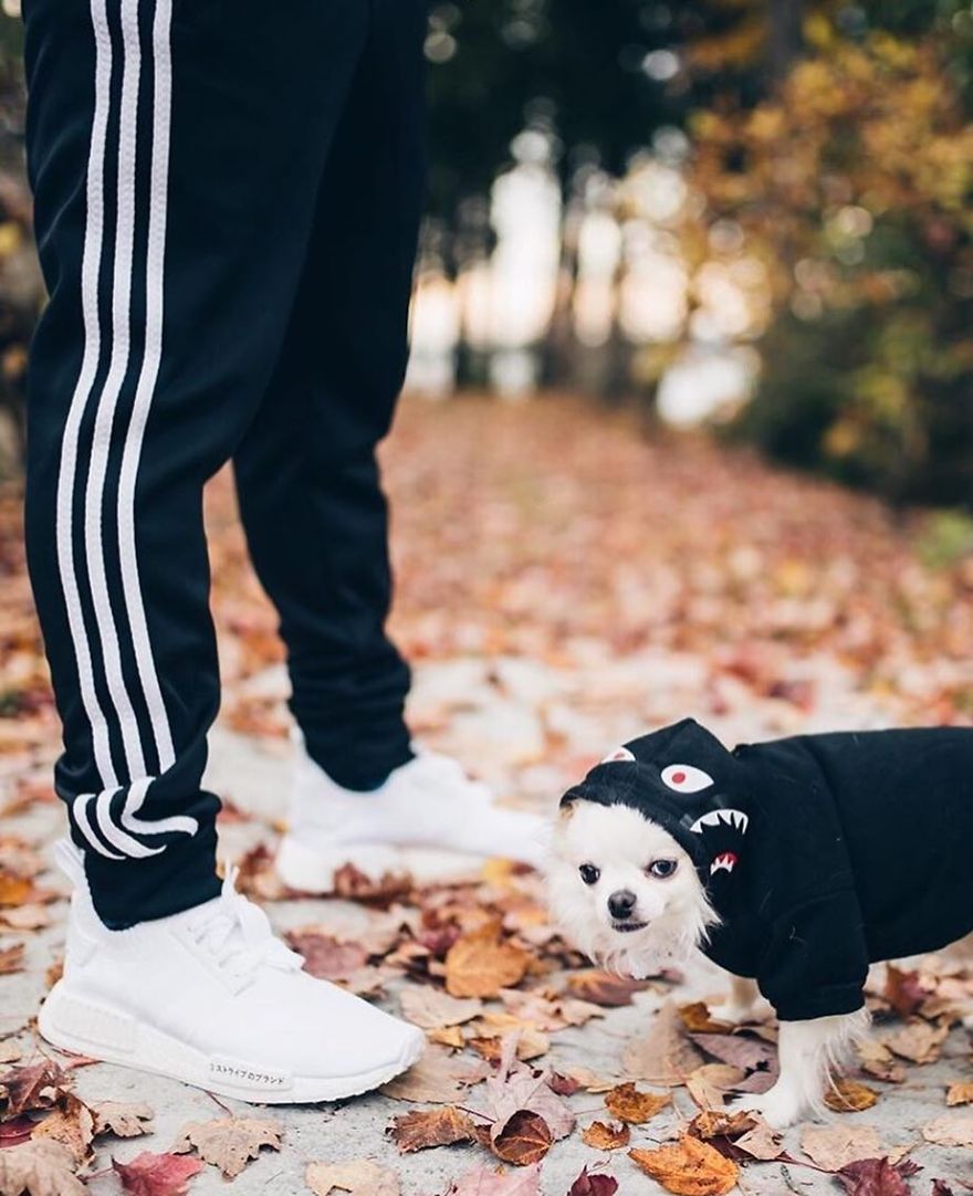 Clothes Are Being Created For Dogs And The Result Is Stunningly Cute Clothes Are Being Created For Dogs And The Result Is Stunningly Cute