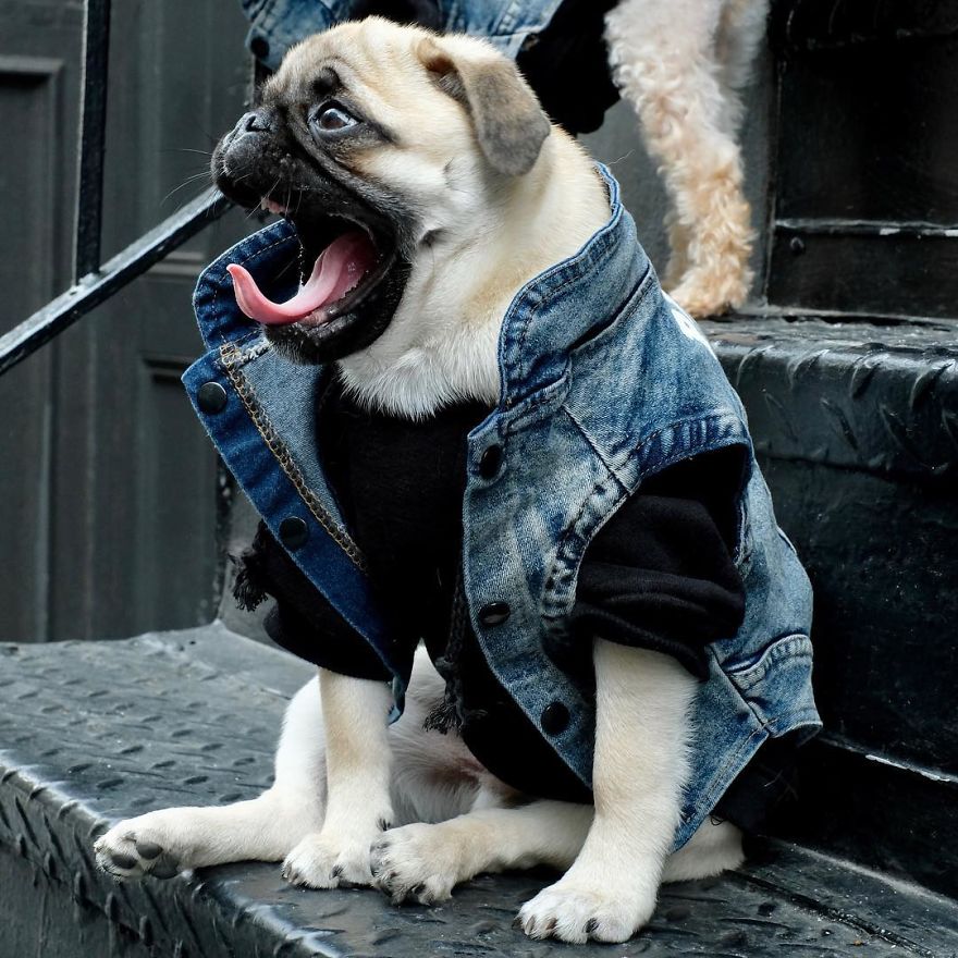 Clothes Are Being Created For Dogs And The Result Is Stunningly Cute Clothes Are Being Created For Dogs And The Result Is Stunningly Cute