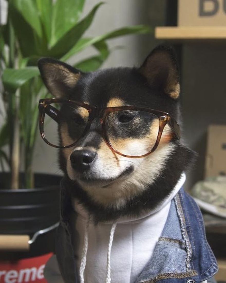 Clothes Are Being Created For Dogs And The Result Is Stunningly Cute Clothes Are Being Created For Dogs And The Result Is Stunningly Cute