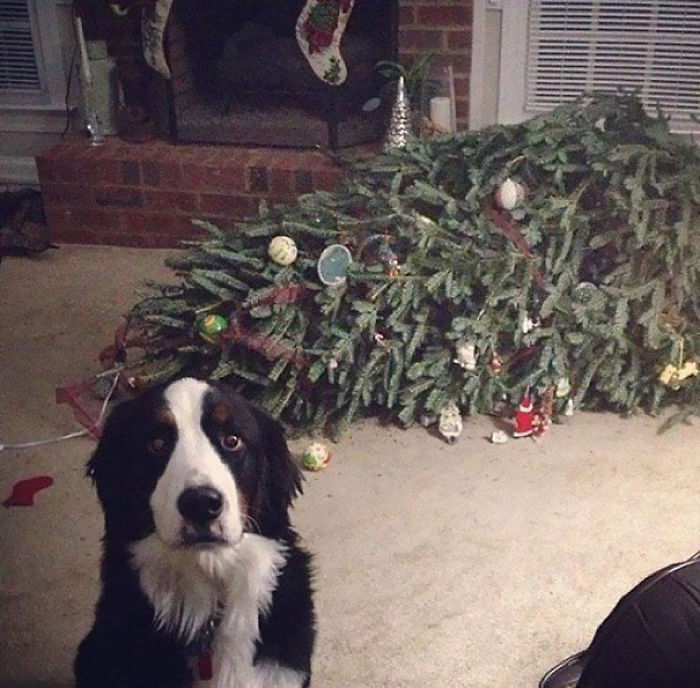 50 Dogs And Cats That Destroyed Christmas 50 Dogs And Cats That Destroyed Christmas