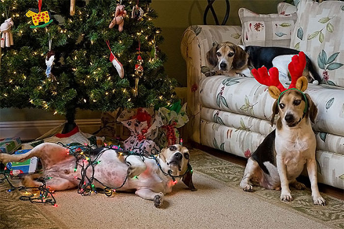 50 Dogs And Cats That Destroyed Christmas 50 Dogs And Cats That Destroyed Christmas