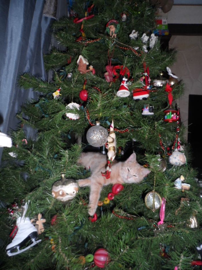 50 Dogs And Cats That Destroyed Christmas 50 Dogs And Cats That Destroyed Christmas