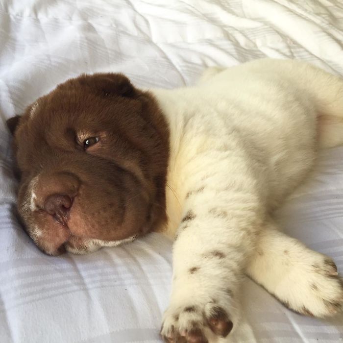 Our Shar-Pei Looks Like A Mix Of A Bear And A Dog! Our Shar-Pei Looks Like A Mix Of A Bear And A Dog!