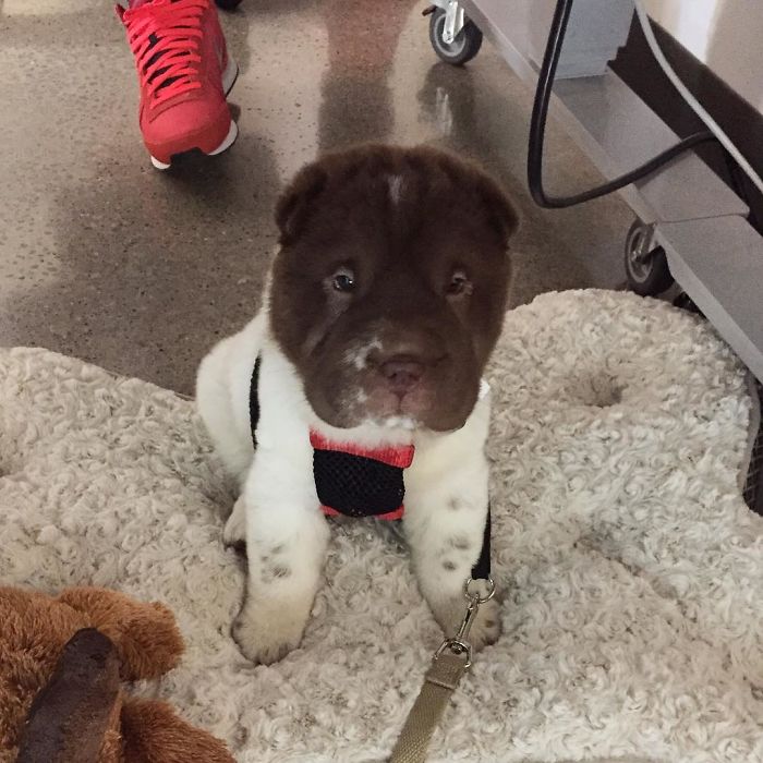 Our Shar-Pei Looks Like A Mix Of A Bear And A Dog! Our Shar-Pei Looks Like A Mix Of A Bear And A Dog!