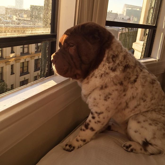 Our Shar-Pei Looks Like A Mix Of A Bear And A Dog! Our Shar-Pei Looks Like A Mix Of A Bear And A Dog!