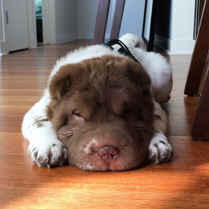 Our Shar-Pei Looks Like A Mix Of A Bear And A Dog! Our Shar-Pei Looks Like A Mix Of A Bear And A Dog!