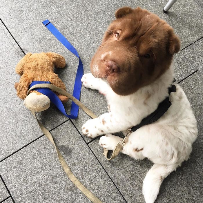 Our Shar-Pei Looks Like A Mix Of A Bear And A Dog! Our Shar-Pei Looks Like A Mix Of A Bear And A Dog!