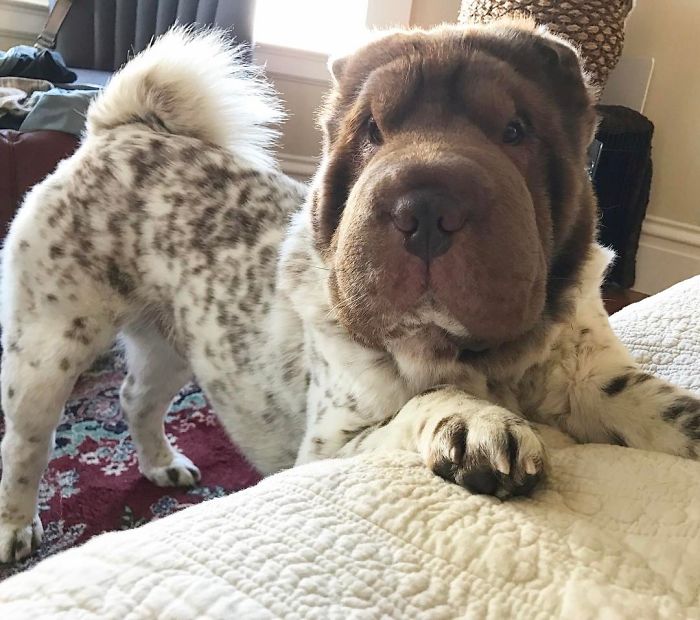 Our Shar-Pei Looks Like A Mix Of A Bear And A Dog! Our Shar-Pei Looks Like A Mix Of A Bear And A Dog!