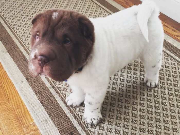 Our Shar-Pei Looks Like A Mix Of A Bear And A Dog! Our Shar-Pei Looks Like A Mix Of A Bear And A Dog!