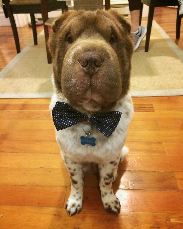 Our Shar-Pei Looks Like A Mix Of A Bear And A Dog! Our Shar-Pei Looks Like A Mix Of A Bear And A Dog!