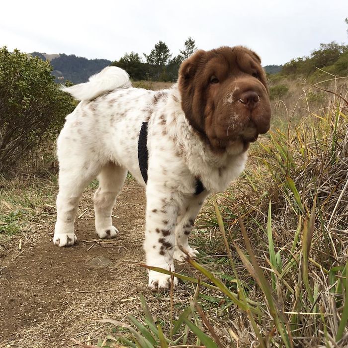 Our Shar-Pei Looks Like A Mix Of A Bear And A Dog! Our Shar-Pei Looks Like A Mix Of A Bear And A Dog!