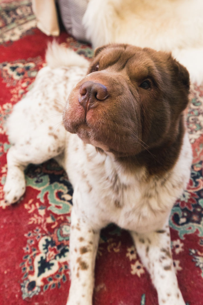 Our Shar-Pei Looks Like A Mix Of A Bear And A Dog! Our Shar-Pei Looks Like A Mix Of A Bear And A Dog!