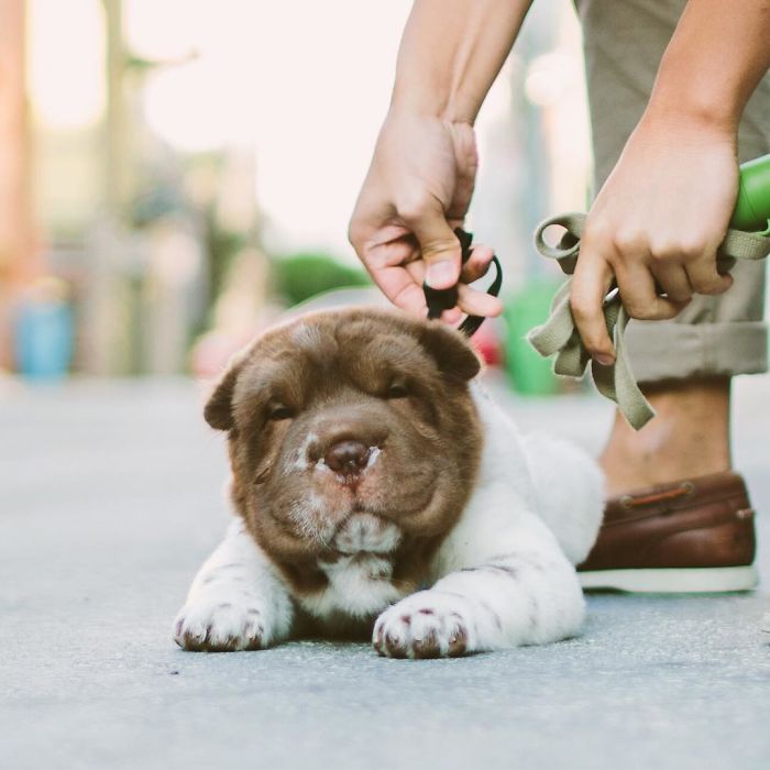 Our Shar-Pei Looks Like A Mix Of A Bear And A Dog! Our Shar-Pei Looks Like A Mix Of A Bear And A Dog!