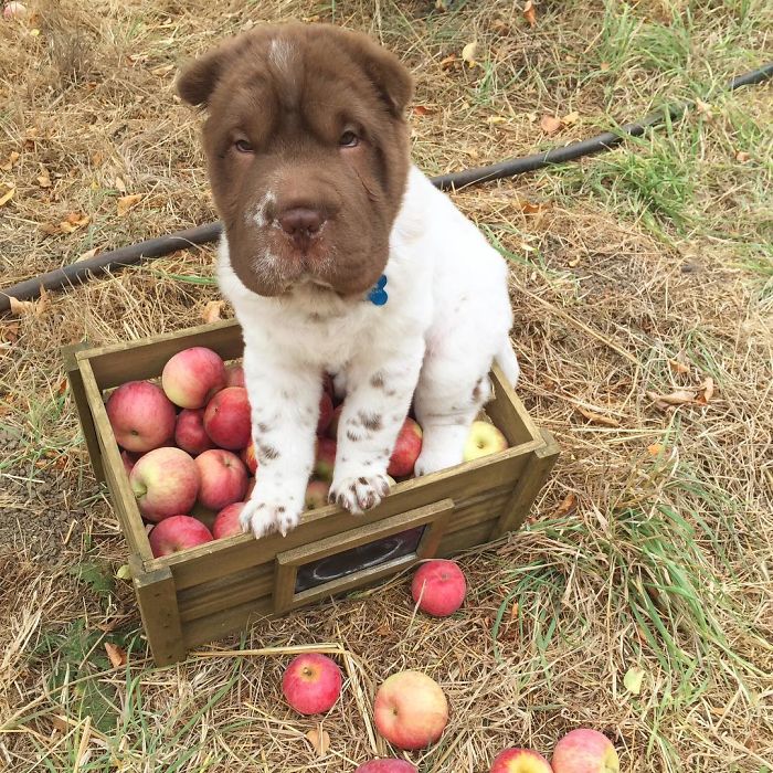 Our Shar-Pei Looks Like A Mix Of A Bear And A Dog! Our Shar-Pei Looks Like A Mix Of A Bear And A Dog!