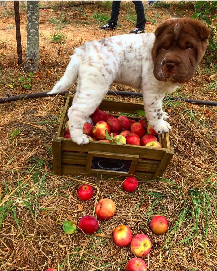 Our Shar-Pei Looks Like A Mix Of A Bear And A Dog! Our Shar-Pei Looks Like A Mix Of A Bear And A Dog!