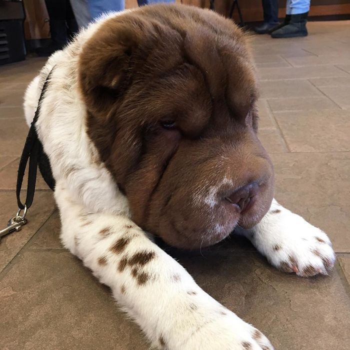 Our Shar-Pei Looks Like A Mix Of A Bear And A Dog! Our Shar-Pei Looks Like A Mix Of A Bear And A Dog!