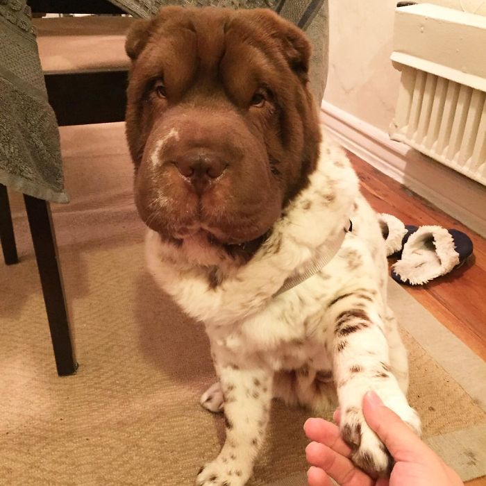 Our Shar-Pei Looks Like A Mix Of A Bear And A Dog! Our Shar-Pei Looks Like A Mix Of A Bear And A Dog!