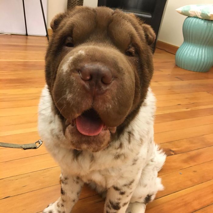 Our Shar-Pei Looks Like A Mix Of A Bear And A Dog! Our Shar-Pei Looks Like A Mix Of A Bear And A Dog!