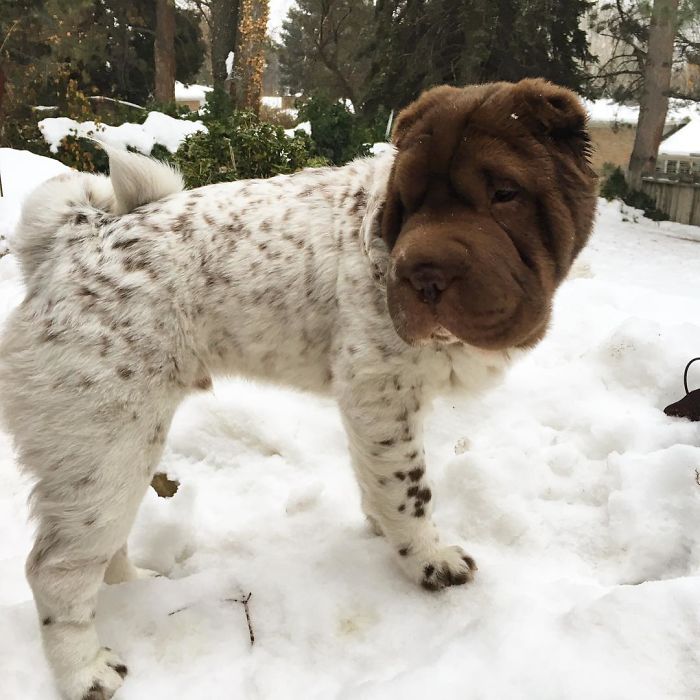 Our Shar-Pei Looks Like A Mix Of A Bear And A Dog! Our Shar-Pei Looks Like A Mix Of A Bear And A Dog!