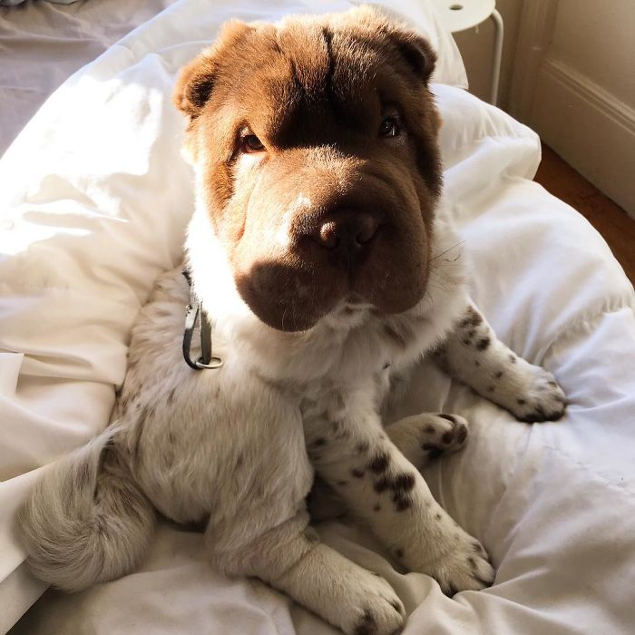 Our Shar-Pei Looks Like A Mix Of A Bear And A Dog! Our Shar-Pei Looks Like A Mix Of A Bear And A Dog!