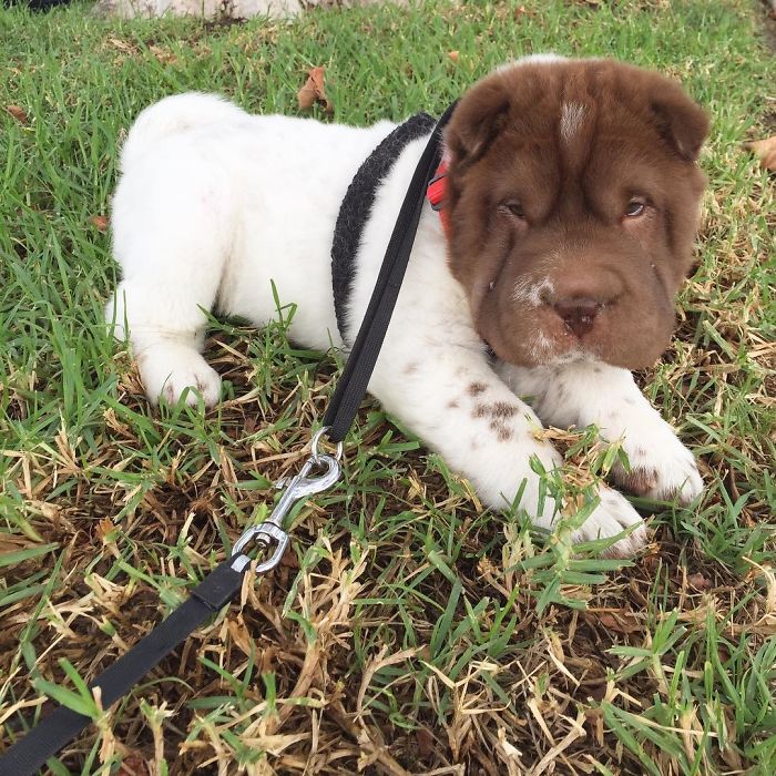 Our Shar-Pei Looks Like A Mix Of A Bear And A Dog! Our Shar-Pei Looks Like A Mix Of A Bear And A Dog!