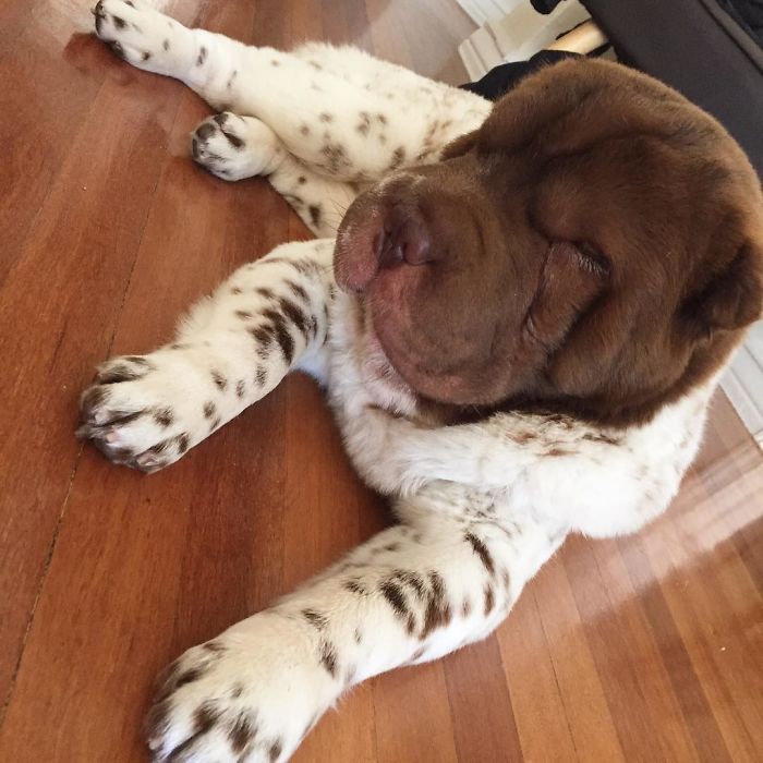 Our Shar-Pei Looks Like A Mix Of A Bear And A Dog! Our Shar-Pei Looks Like A Mix Of A Bear And A Dog!