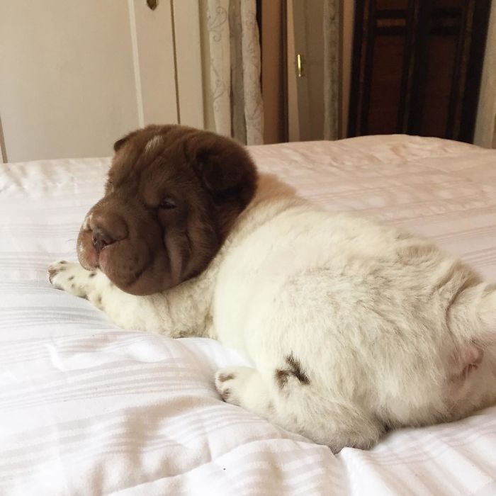 Our Shar-Pei Looks Like A Mix Of A Bear And A Dog! Our Shar-Pei Looks Like A Mix Of A Bear And A Dog!