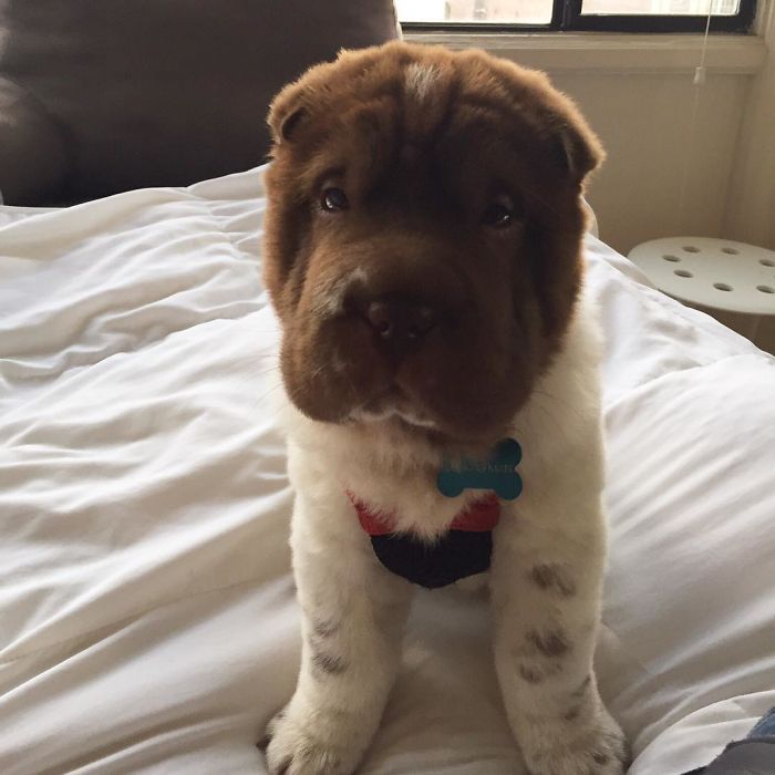 Our Shar-Pei Looks Like A Mix Of A Bear And A Dog! Our Shar-Pei Looks Like A Mix Of A Bear And A Dog!