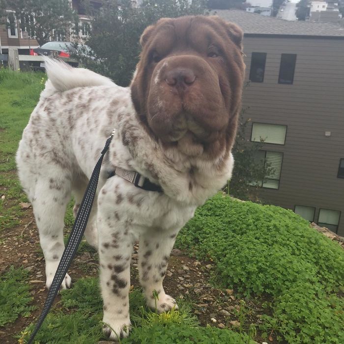 Our Shar-Pei Looks Like A Mix Of A Bear And A Dog! Our Shar-Pei Looks Like A Mix Of A Bear And A Dog!