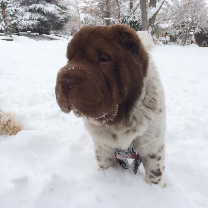 Our Shar-Pei Looks Like A Mix Of A Bear And A Dog! Our Shar-Pei Looks Like A Mix Of A Bear And A Dog!