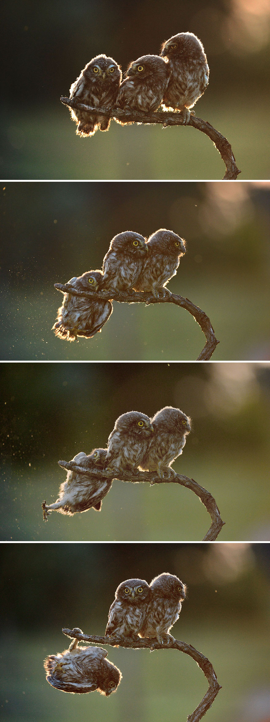 14 Funniest Wildlife Photos Of 2017 Have Been Announced, And They Will Make Your Day