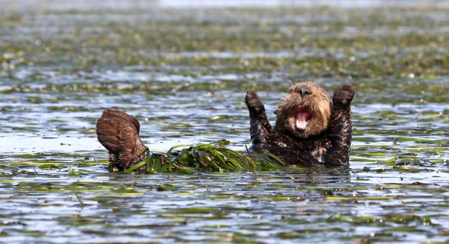 14 Funniest Wildlife Photos Of 2017 Have Been Announced, And They Will Make Your Day