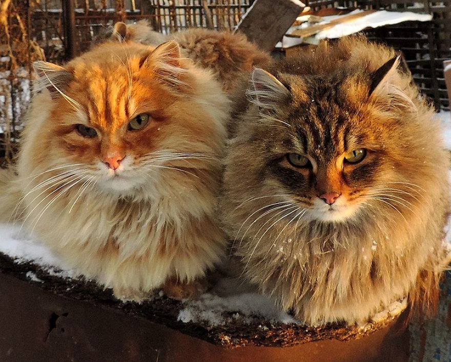 Siberian Farm Cats Have Absolutely Taken Over This Farmer’s Land, And They’re Absolutely Majestic Siberian Farm Cats Have Absolutely Taken Over This Farmer’s Land, And They’re Absolutely Majestic