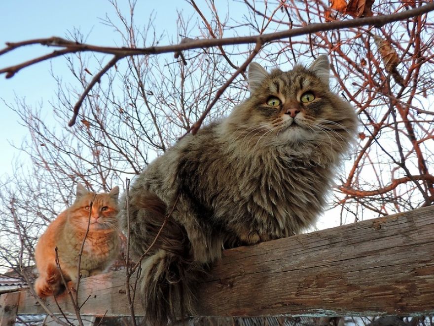 Siberian Farm Cats Have Absolutely Taken Over This Farmer’s Land, And They’re Absolutely Majestic Siberian Farm Cats Have Absolutely Taken Over This Farmer’s Land, And They’re Absolutely Majestic