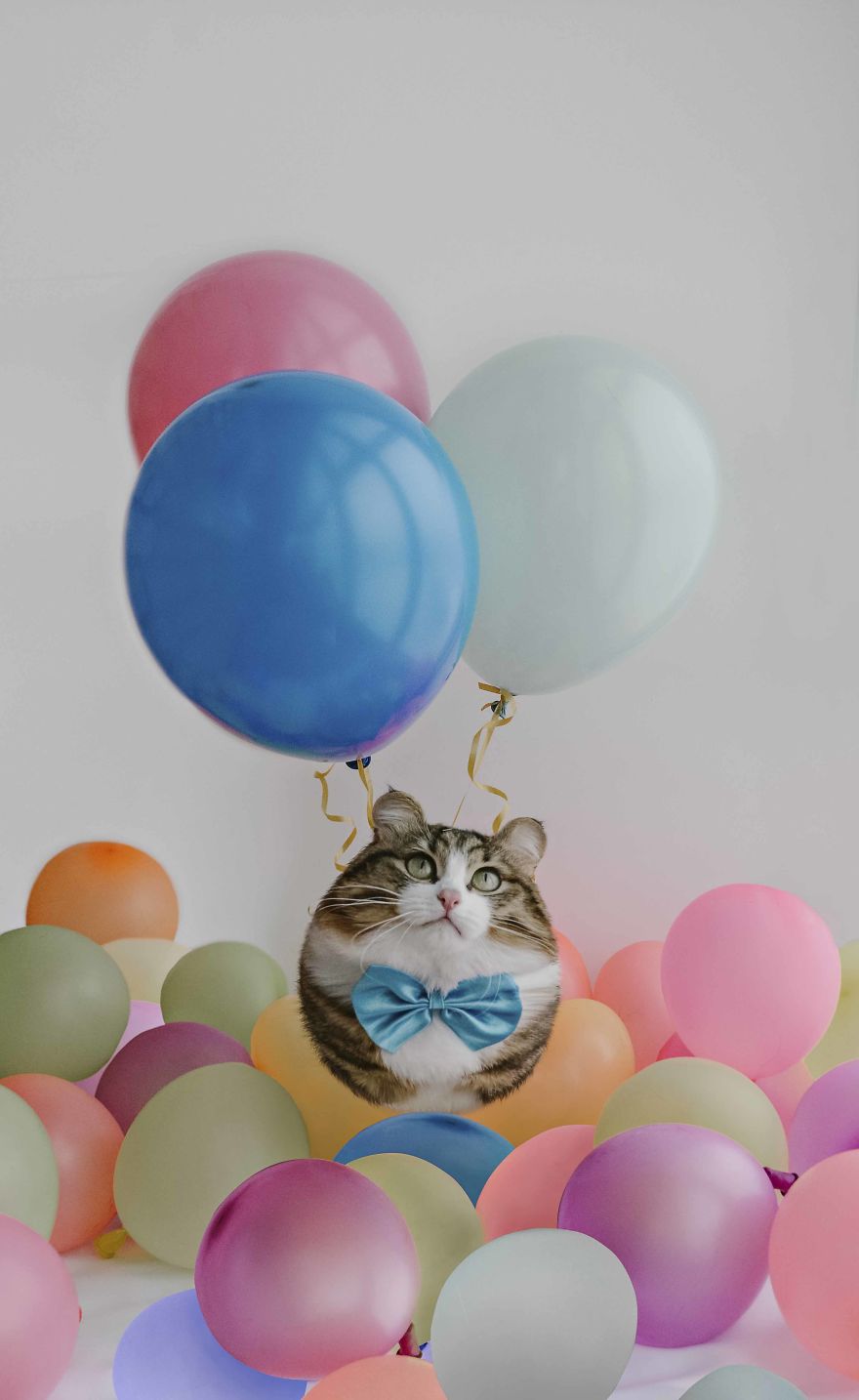 What If All Animals Were Round