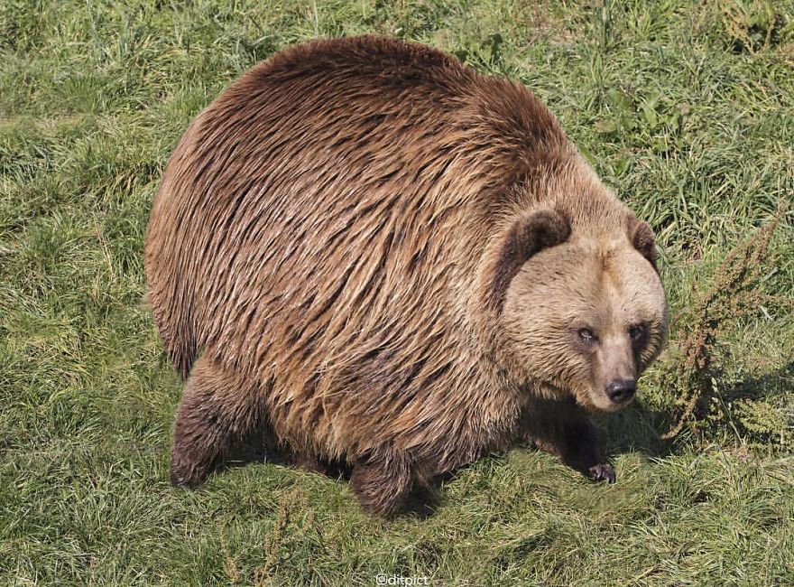 What If All Animals Were Round