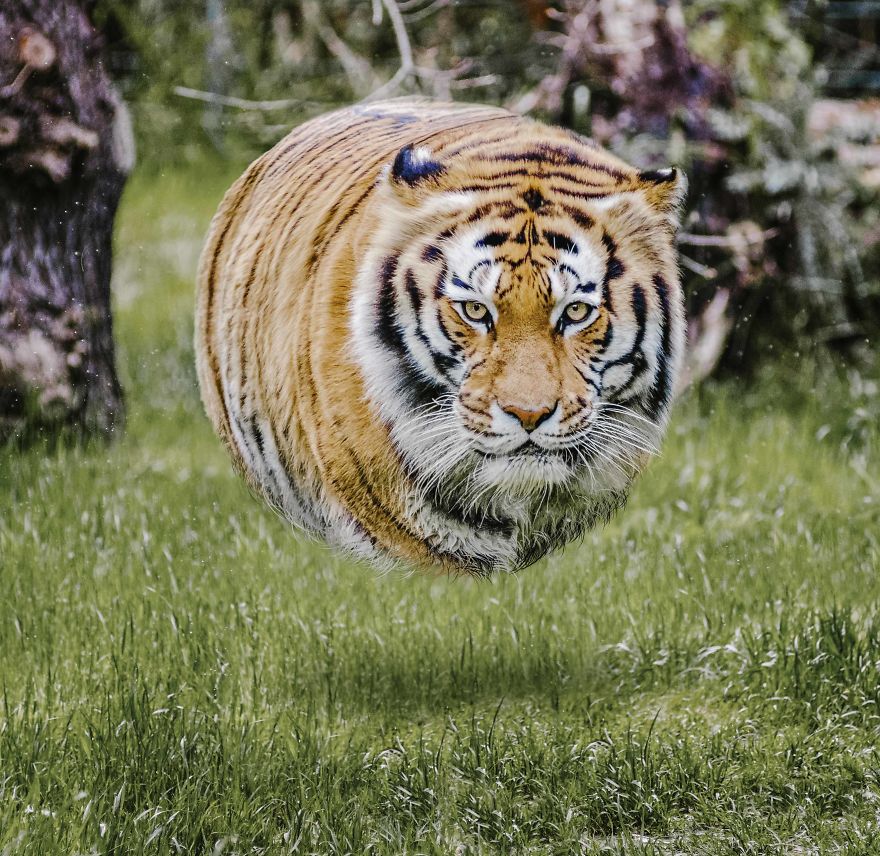 What If All Animals Were Round