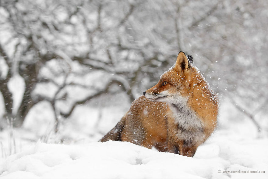 Photographer Documents Stunning Wild Foxes Enjoying The Snow Photographer Documents Stunning Wild Foxes Enjoying The Snow