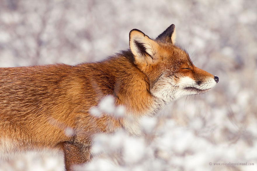 Photographer Documents Stunning Wild Foxes Enjoying The Snow Photographer Documents Stunning Wild Foxes Enjoying The Snow