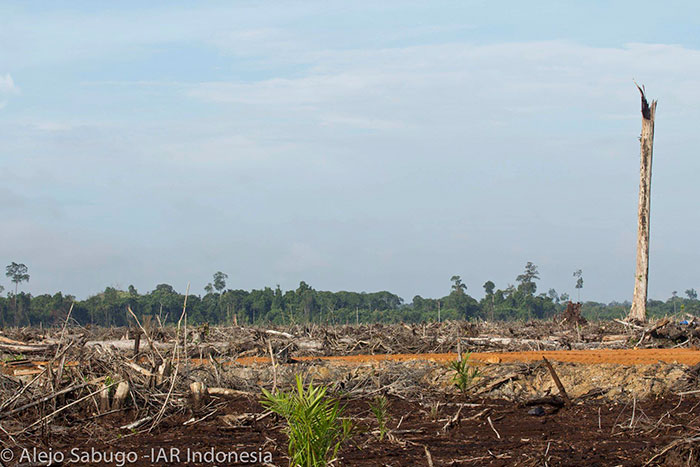Lone Orangutan Fights Back In A Heartbreaking Video As Loggers Destroy His Home Lone Orangutan Fights Back In A Heartbreaking Video As Loggers Destroy His Home